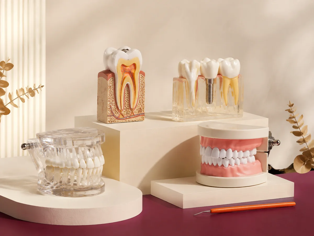 Modelos dentales de enseñanza presentados sobre bases marfil
